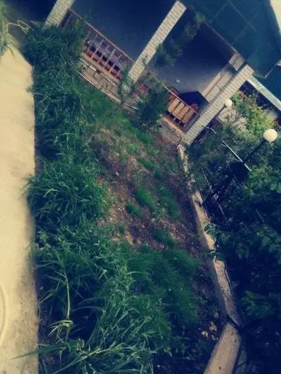 ID 245 Дача Бурчмулла - Чорвок Денгиз буйга якин