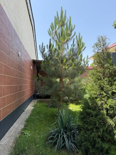 ASM Dacha (Chorvoq) — Bochkadan atigi 3 km masofada, ulfatlar va oilaviy hordiq uchun!